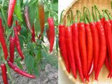 Cách tự chế nước ớt uống để giảm bệnh